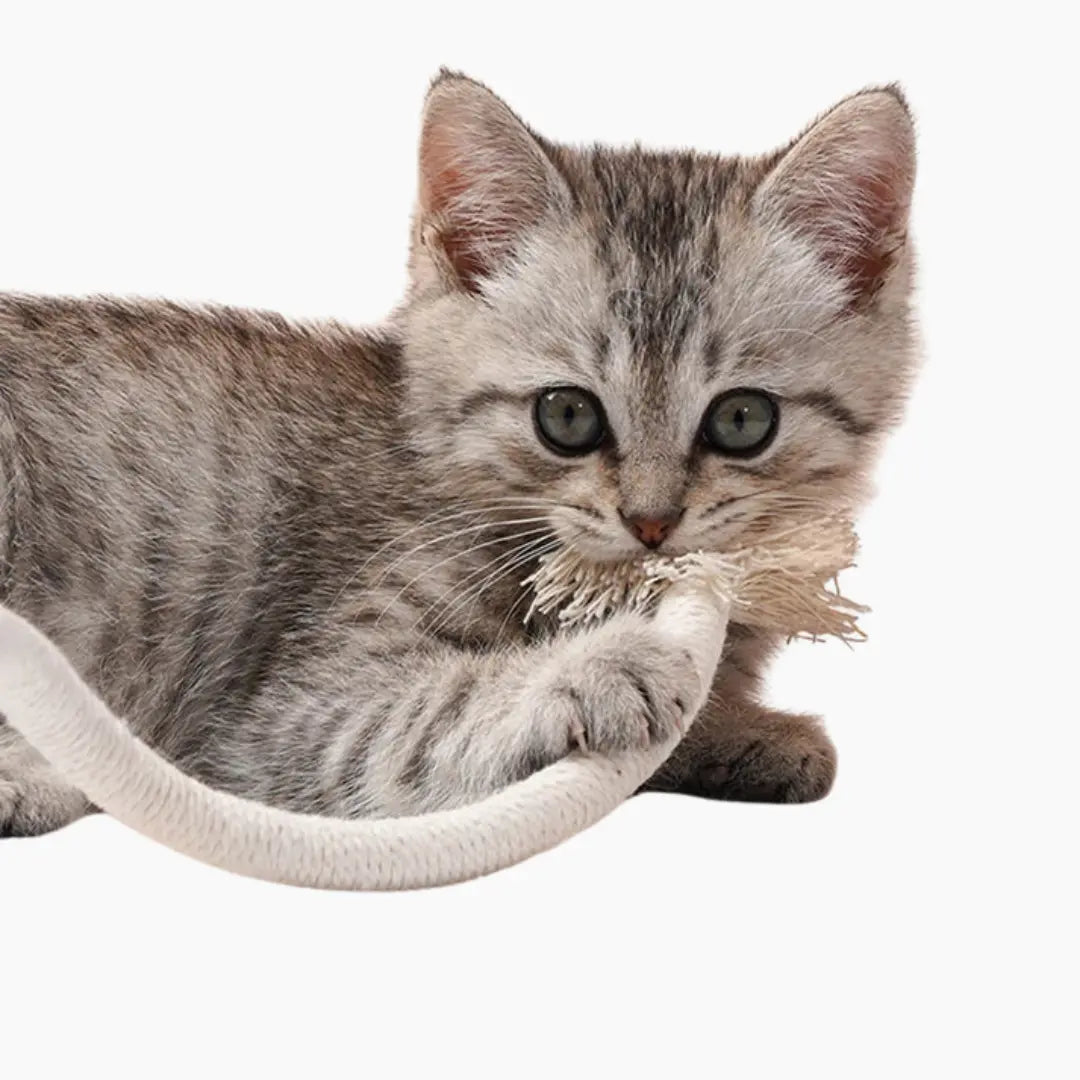 Cat Bite Rope - PURRVANA -  Toys