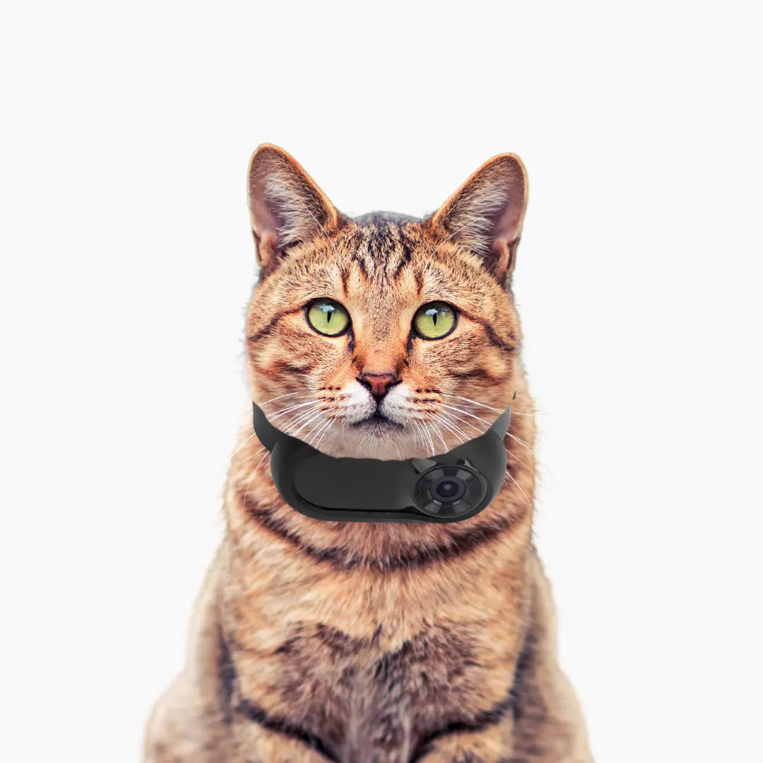 Cat HD Camera Collar